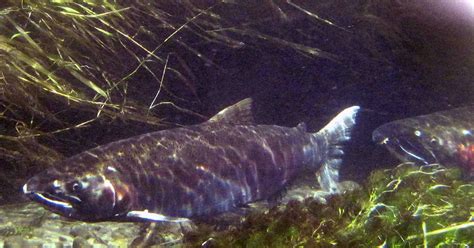 Tire Dust Killing Coho Salmon Returning To Puget Sound New Research