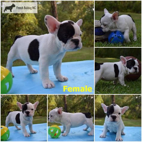 French Bulldog Inc French Bulldog Puppies For Sale In Florida