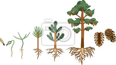 Pine Tree Life Cycle Stages Of Growth From Seed To Mature Pine Posters