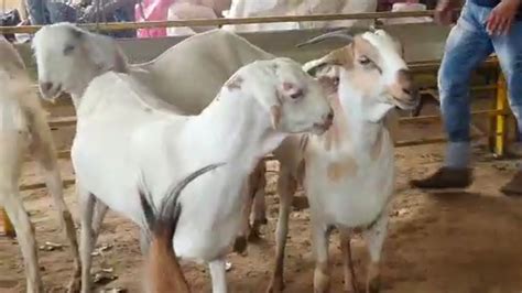 Haji Pradhan Goat Farm Overview Barbari Goat Farm Kanpur Up Youtube