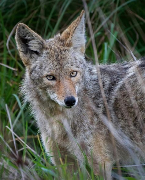 R Y A N W I C K I S E R On Instagram Coyote • Canis Latrans • A