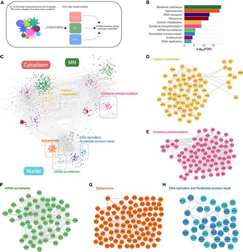 The Proteomic Landscape Of Genotoxic Stress Induced Micronuclei