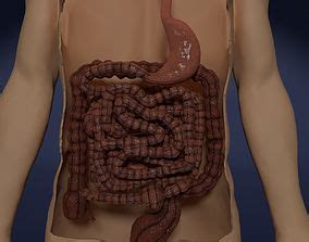 Large Intestine D Models Cgtrader