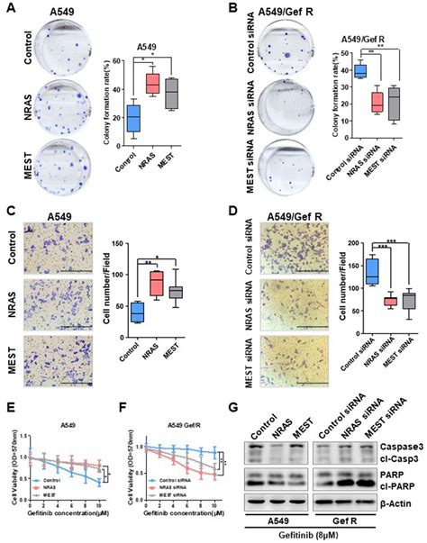 MiR 145 5p Modulates Gefitinib Resistance By Targeting NRAS And MEST In