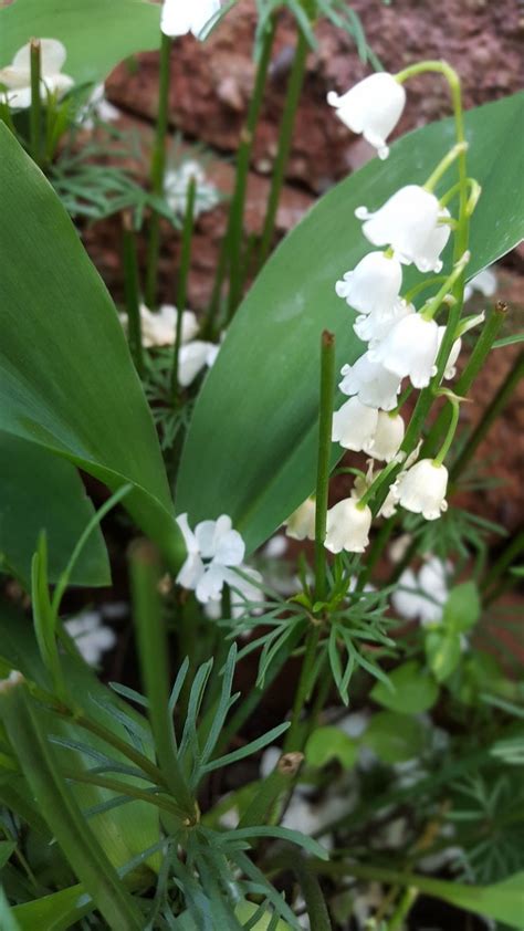 Impressive Plants That Absorb Lots Of Water The Practical Planter