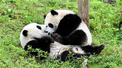 Panda cubs born last year playing in 'kindergarten' in SW China - CGTN