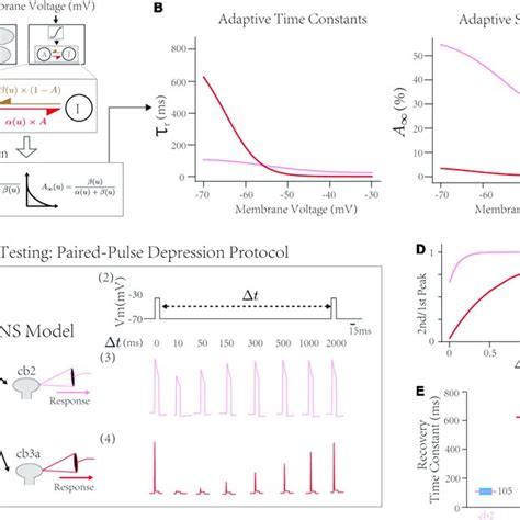 Inner Dynamics Of The Linear Nonlinear Synapse Lns Model A The