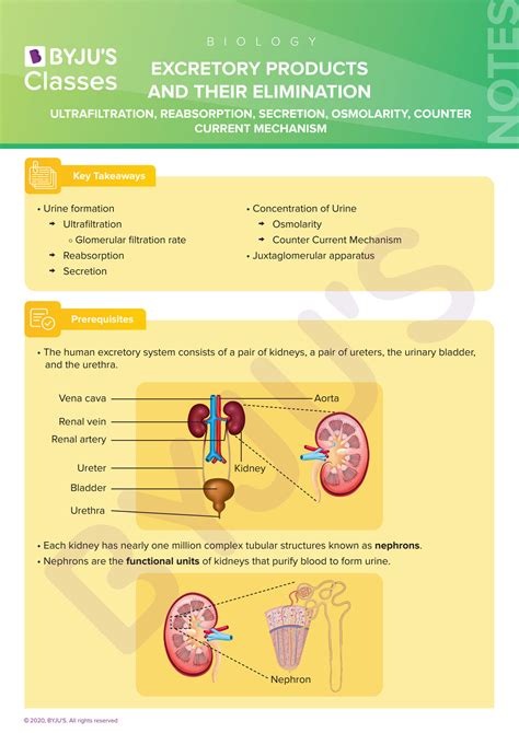 Solution Excretory Products And Their Elimination Biology Class Notes