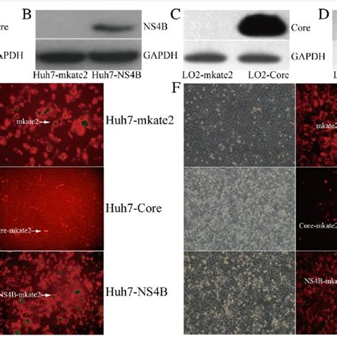 Expression Of HCV Core Protein And NS4B In Huh7 And LO2 Cells A