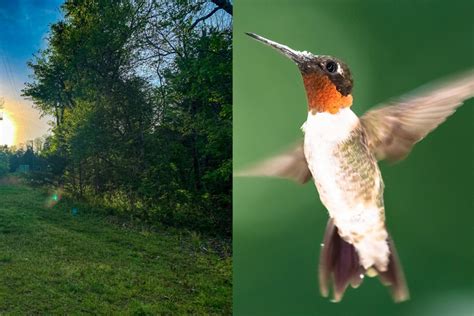 When Do Hummingbirds Leave Missouri? A Guide to Their Seasonal Migration