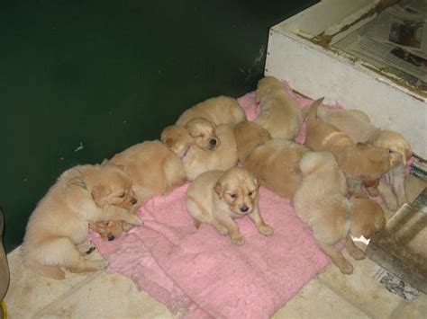 Golden Retriever puppies 2 by Tari-Stock on DeviantArt