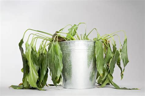 Comment sauver une plante desséchée Conseils et astuces