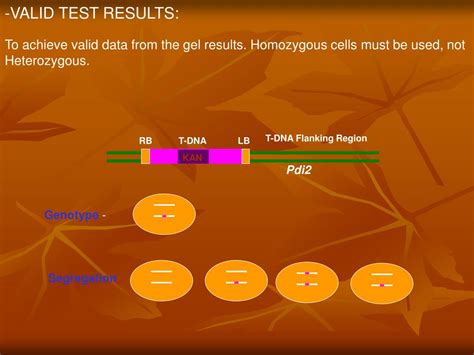 Ppt T Dna Mutagenesis Powerpoint Presentation Free Download Id337157