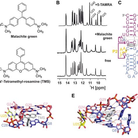 The Tetramethylrhodamine Binding Aptamer Tmr A Chemical