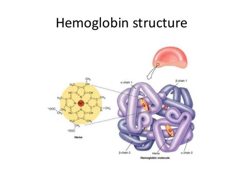 Thalassemia genetics