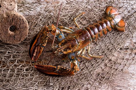 Biggest Lobster In The World Ever Caught