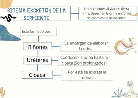 Sistema excretor de la serpiente lñkljkjkljkljkljlkj uDocz