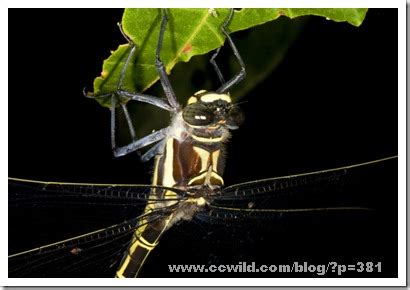 Capung Terbesar di Dunia, Petalura ingentissima - Giant Petaltail