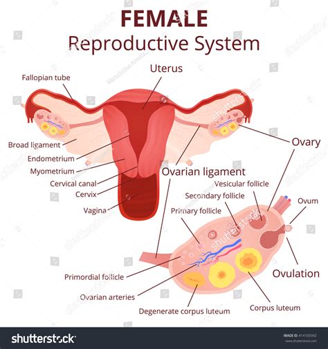 Female Reproductive System Uterus Ovaries Scheme Image Vectorielle De Stock Libre De Droits