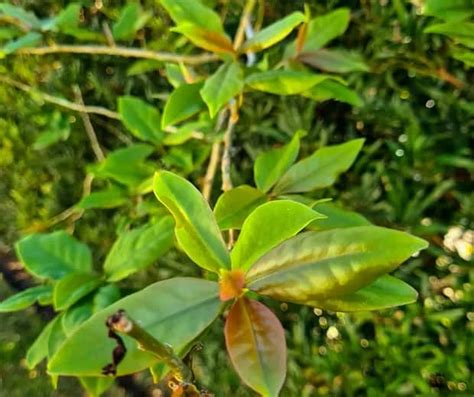 Plantas Medicinais Esp Cies E Tudo Sobre Guia