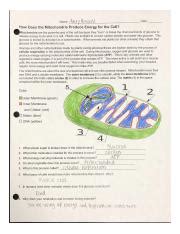 Understanding Mitochondria's Role in Energy Production | Course Hero