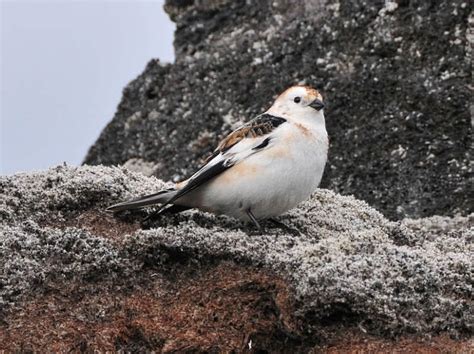 Top 10 Amazing Arctic Birds The Mysterious World