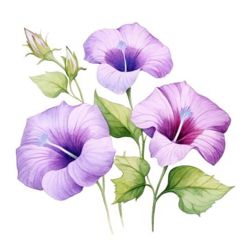 Purple Morning Glory Flowers Watercolor Illustration Flower Flora