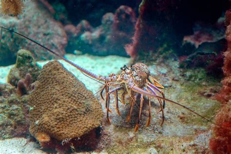 Caribbean Spiny Lobster Natural Habitat Stock Photos - Free & Royalty ...