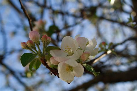 Apple Blossom Flowers Free Nature Pictures By Forestwander Nature