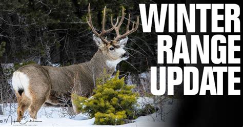 Wyoming Range Deer Update Mid Winter Eastmans Official Blog Mule Deer Antelope Elk