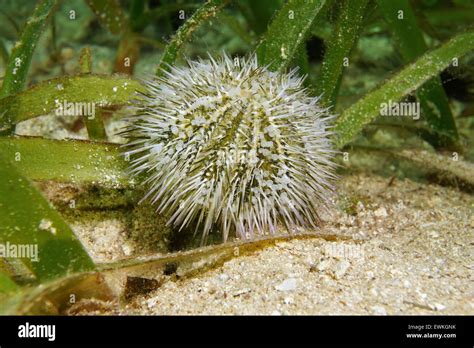 Underwater Marine Life Lytechinus Variegatus Commonly Called Green Sea