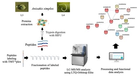 Analytical Scheme For TMT Based Quantitative Proteome Profiling Of L3