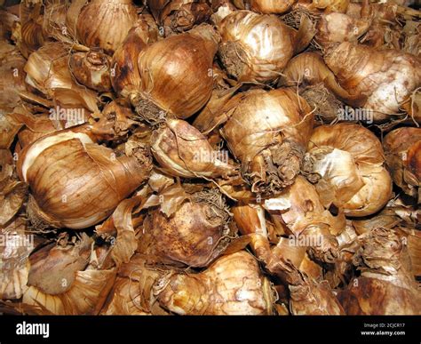 Daffodil bulbs Stock Photo - Alamy