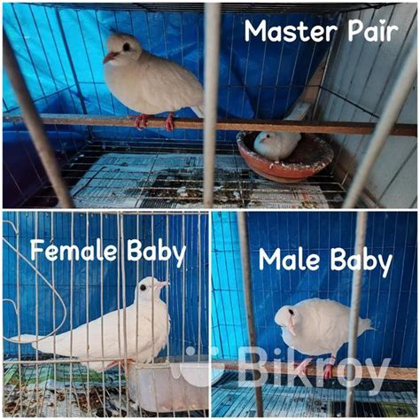 Australian White Dove For Sale In Mirpur Bikroy