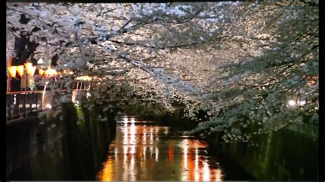 Tokyo Sakura Along Meguro River 東京 目黒川の桜 Hd 2013 Youtube