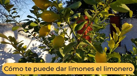 C Mo El Limonero Puede Dar Limones Youtube