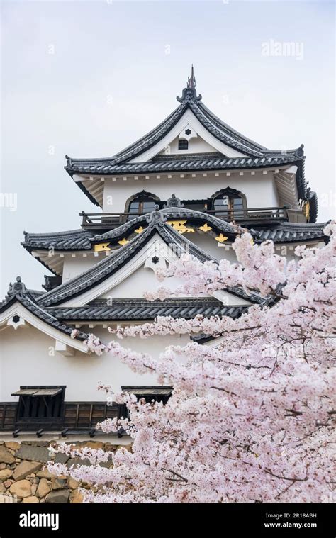 Cherry blossoms and Hikone Castle Stock Photo - Alamy