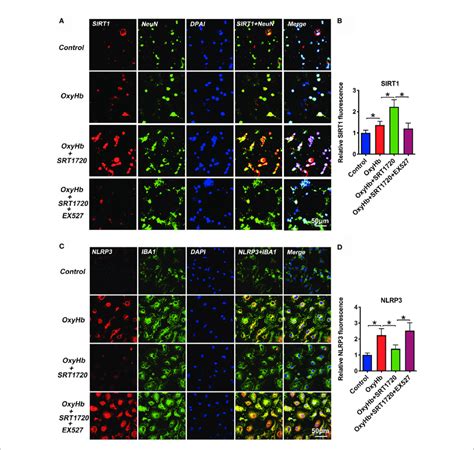 Effects Of Srt Treatment On Sirt And Nlrp Staining In Vitro