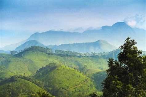 Blick Nach Norden über Die Teeplantagen Von Munnar Zu Den Western Ghats