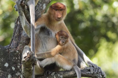 Borneo Sabah Proboscis Affen Nasalis Larvatus Mutter Und Jungtier