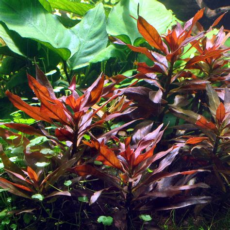 Ludwigia Glandulosa Aquasabi Aquascaping Shop