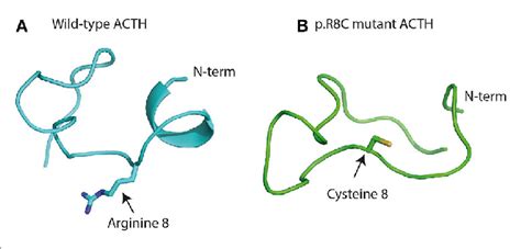 Structure Of Wild Type A And Mutant Adrenocorticotropic Hormone