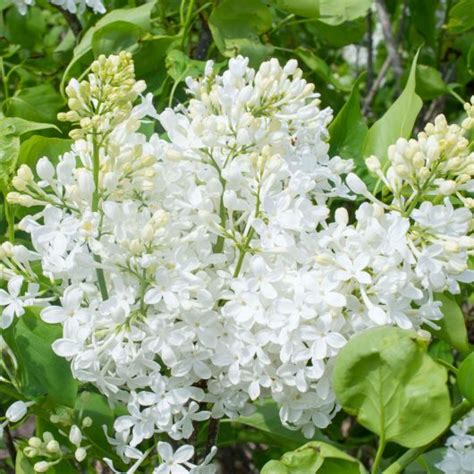 New Age White Syringa Bloomables