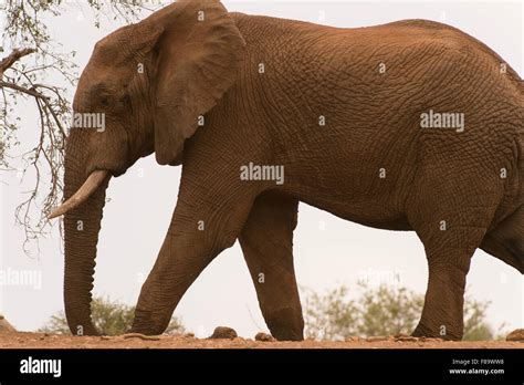 African Elephant Bull Stock Photo Alamy