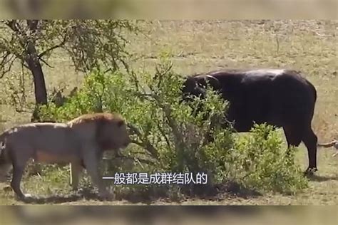 3只狮子追杀野牛，不料野牛突然发飙，手机拍下了惊险画面野牛手机画面