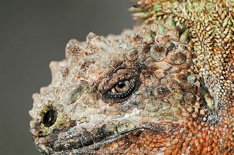 Stock Photo Of Marine Iguana Amblyrhynchus Cristatus Portrait