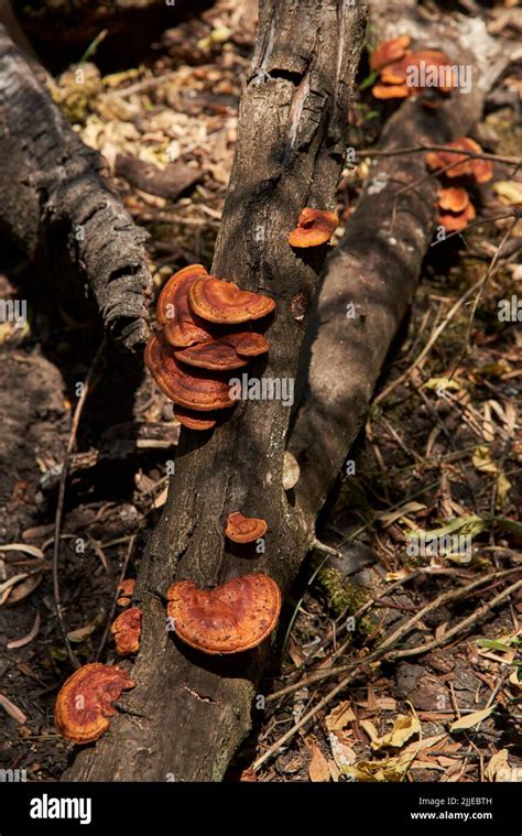 Hongos Naranjas Latinoamerica Fotograf As E Im Genes De Alta Resoluci N