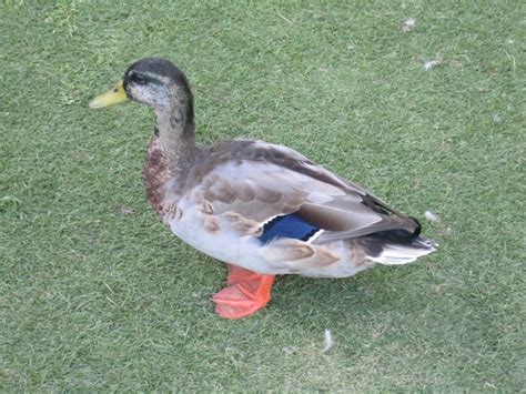 Premium Photo Close Up Of Bird On Grass