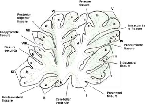 Line Drawings Of Mid Sagittal Sections Through The Cerebellum Of The