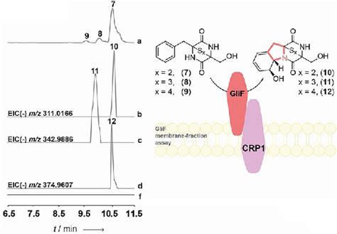 In Vitro Enzyme Assays And Biotransformation Experiments LC MS